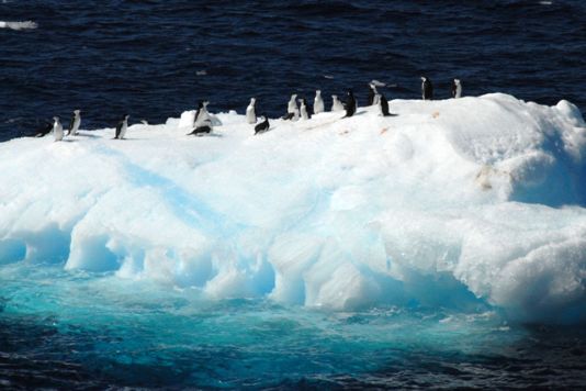 Chinstrap Penguins on a block of ice