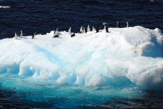 Pinguïns op een kleine berg