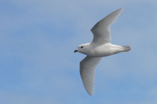 Snow Petrel