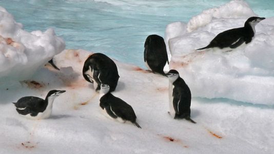 Chinstrap Penguins