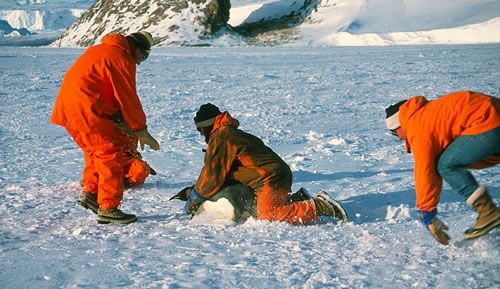 Les scientifiques capturent des animaux afin de les surveiller et de récolter des données les concernant. On les voit ici capturer un manchot Empereur.