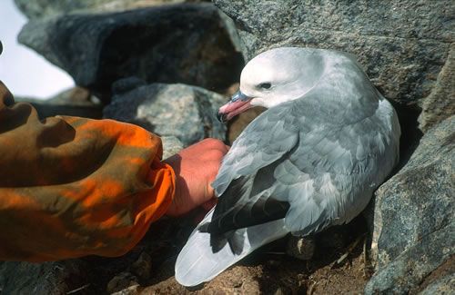 Scientists also capture fulmars and control them. The Southern fulmars are nesting in loose colonies around the Dumont d'Urville station. They belong to the same group as the albatrosses. However, their closest relative is the Northern fulmar, one of the commonest arctic bird, breeding from the North of France to the North of Greenland.