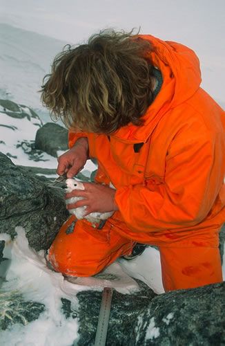 Les populations de pétrels des neiges sont également surveillées par les scientifiques. Le pétrel des neiges partage avec son proche parent le pétrel antarctique le record sud pour ses sites de nidification, dont certains se trouvent sur des nunataks (pics rocheux émergeant de la calotte glaciaire) à plusieurs centaines de kilomètres de la côte.