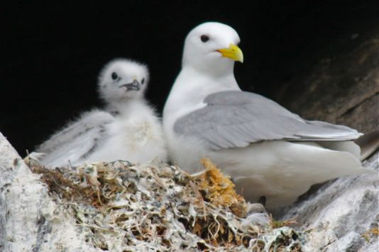 Une mouette tridactyle et son jeune.