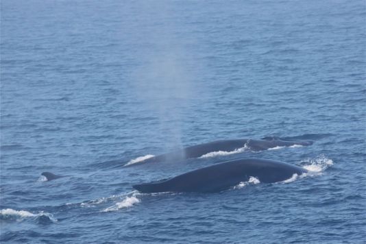 Des baleines bleues se montrent curieuses.