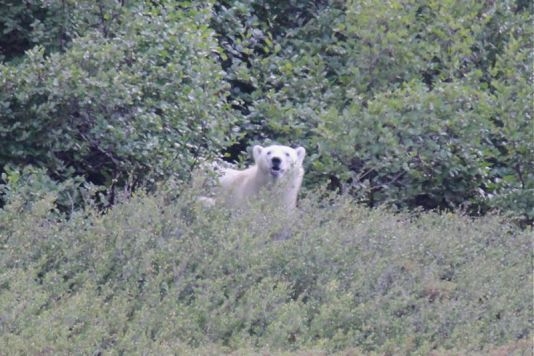 Finally we can see an polar bear!