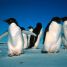 Adelie penguins