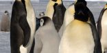 Emperor penguins